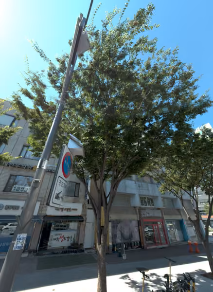 tree photo