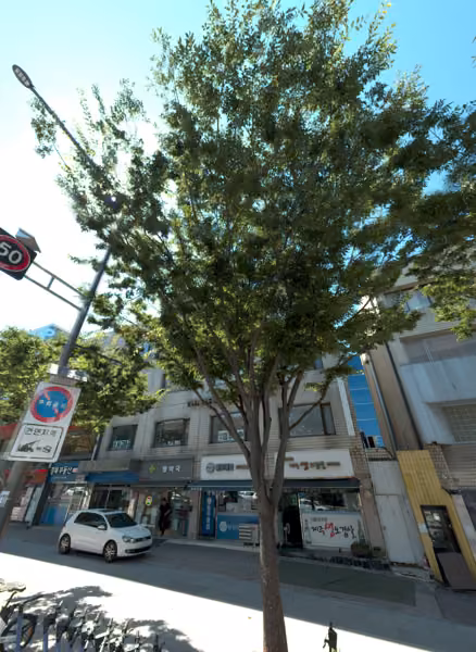 tree photo