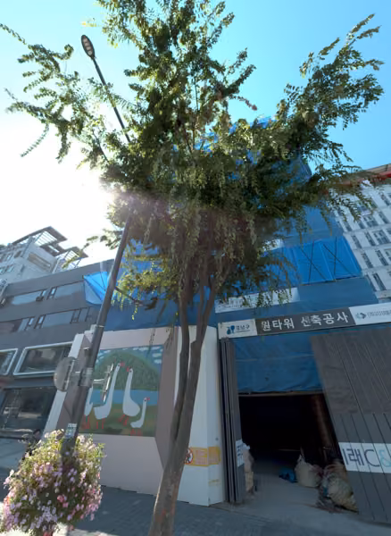 tree photo