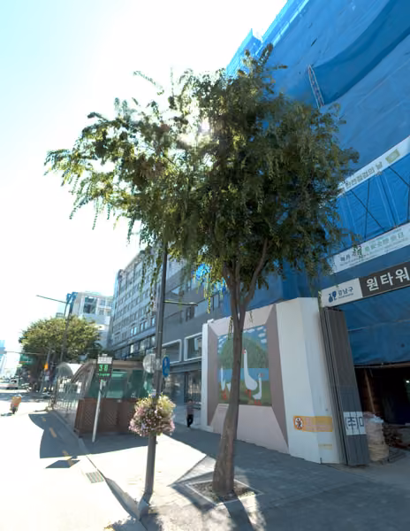 tree photo