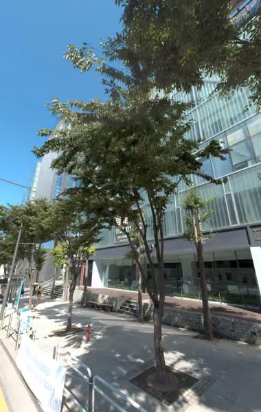 tree photo