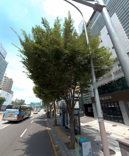 tree photo