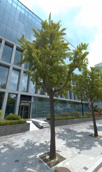 tree photo