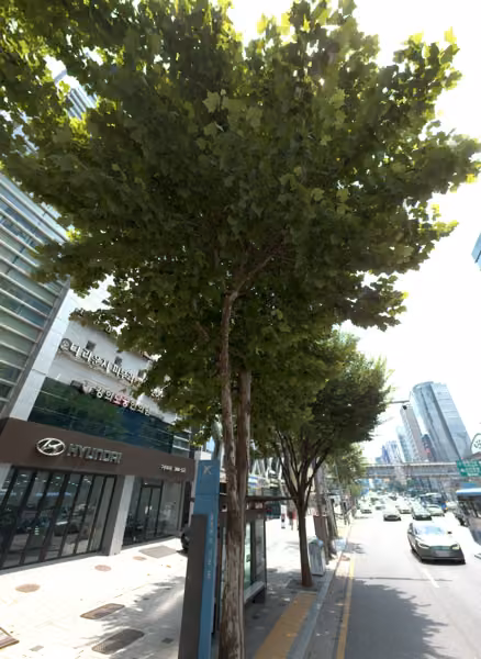 tree photo