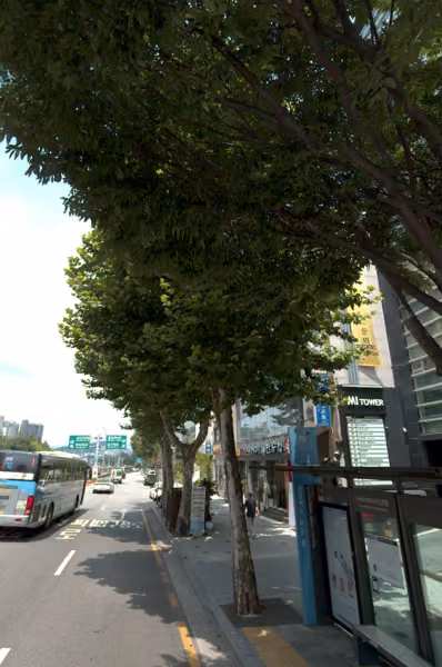 tree photo
