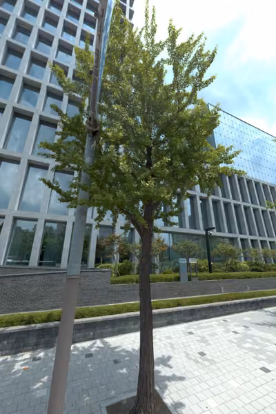tree photo