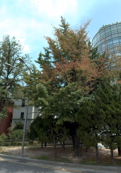 tree photo