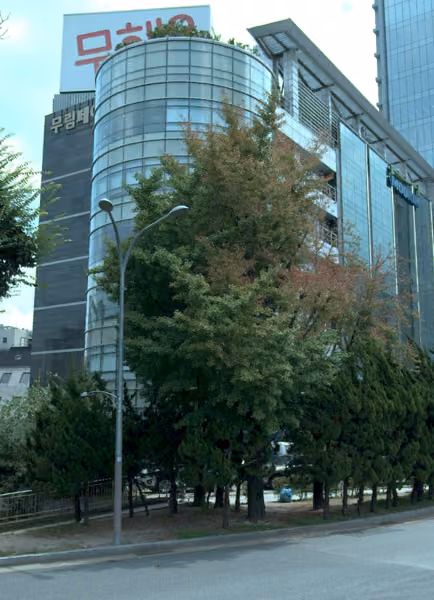 tree photo