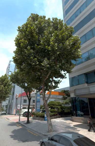 tree photo