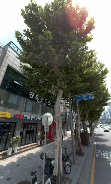tree photo