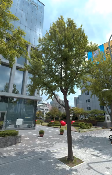 tree photo