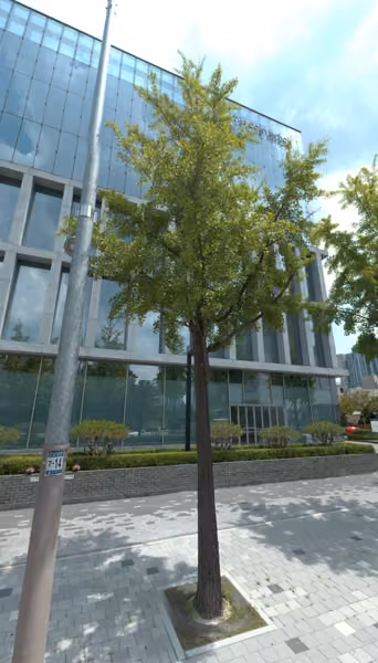 tree photo