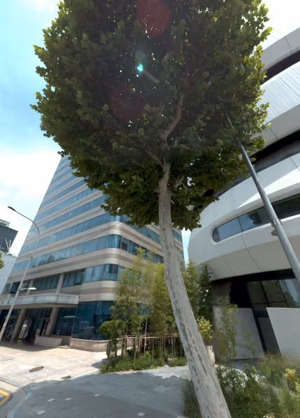 tree photo