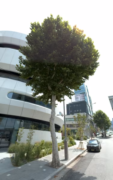 tree photo