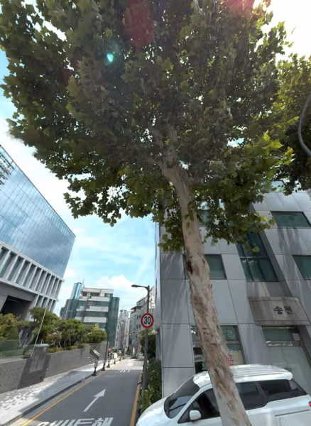 tree photo