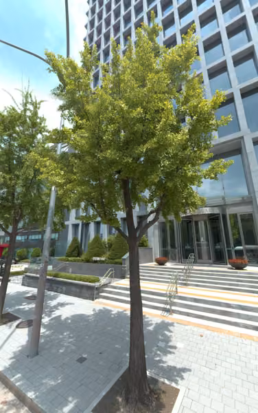 tree photo