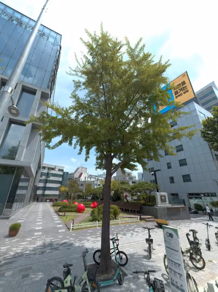 tree photo