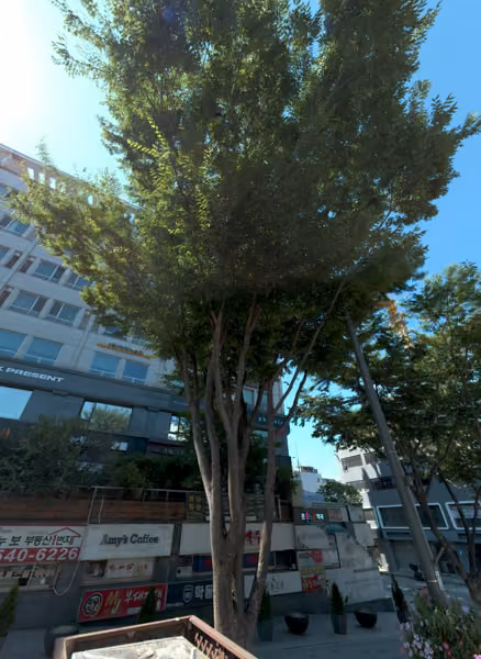 tree photo