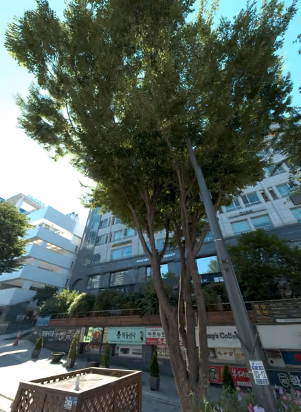 tree photo