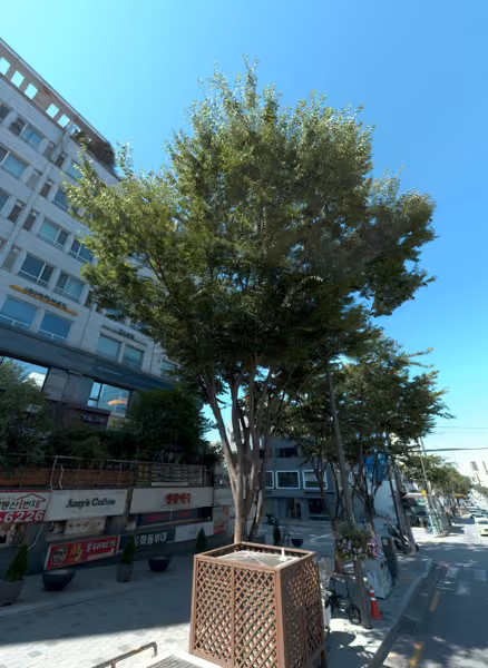 tree photo