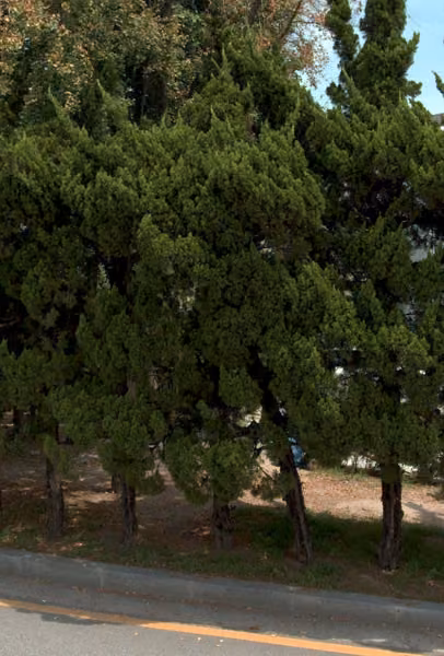 tree photo