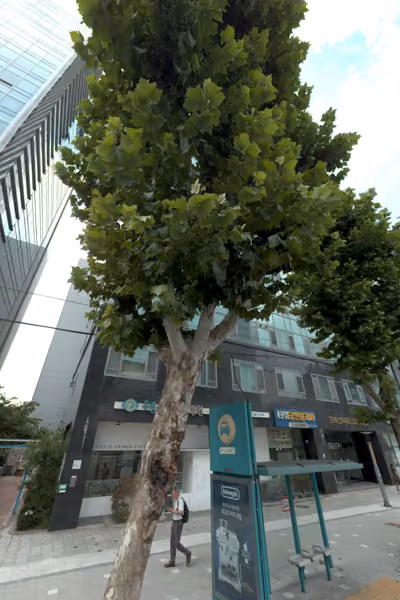 tree photo