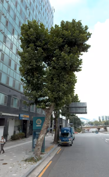 tree photo