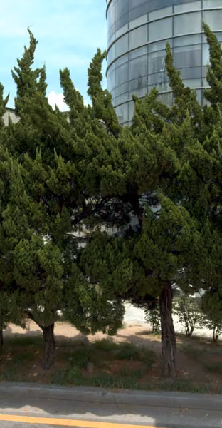 tree photo