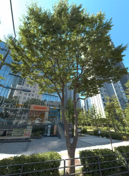 tree photo