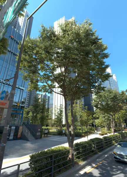 tree photo