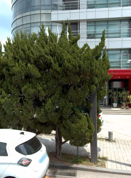 tree photo