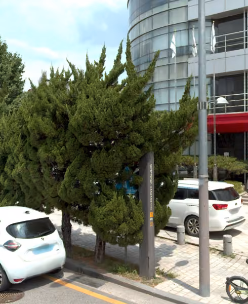 tree photo