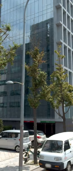 tree photo