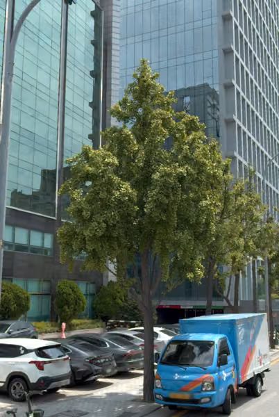tree photo