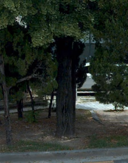 tree photo