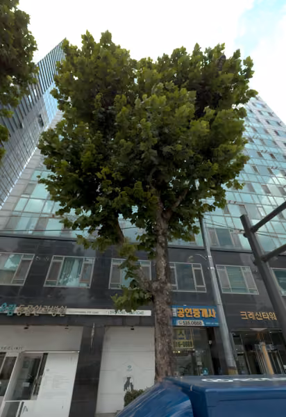 tree photo
