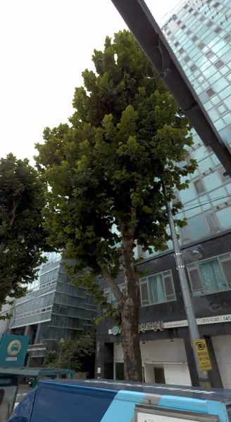 tree photo