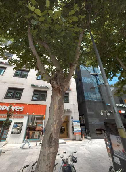 tree photo