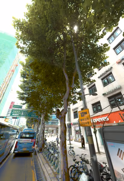tree photo