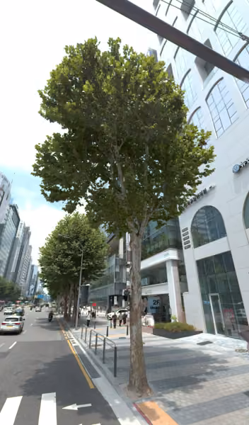 tree photo