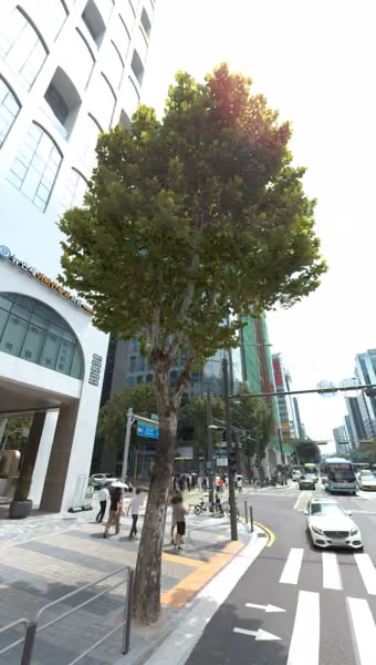tree photo