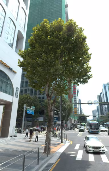 tree photo