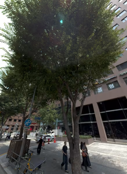 tree photo