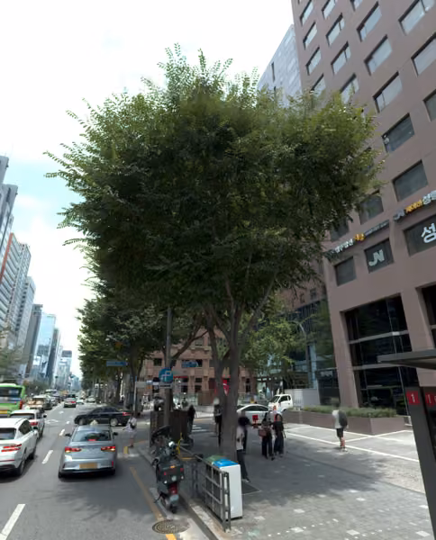 tree photo