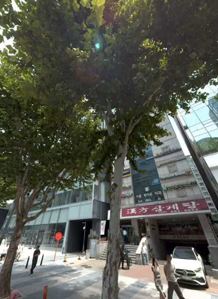 tree photo