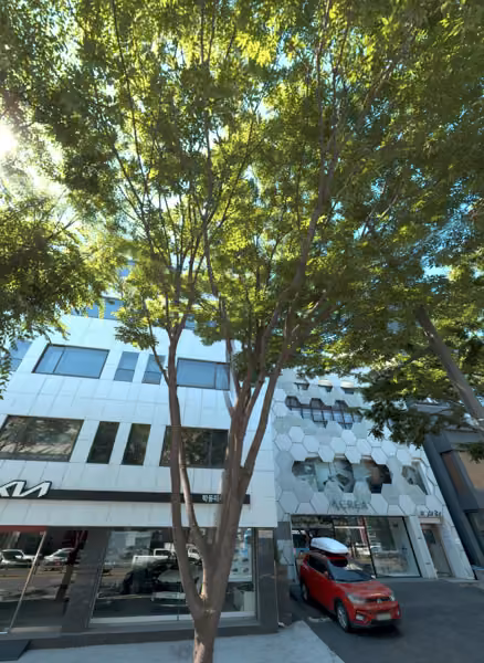 tree photo