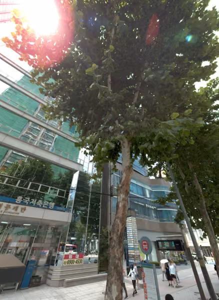 tree photo