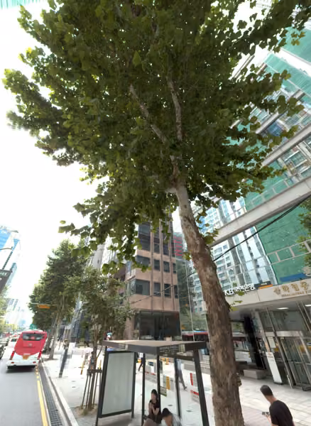 tree photo