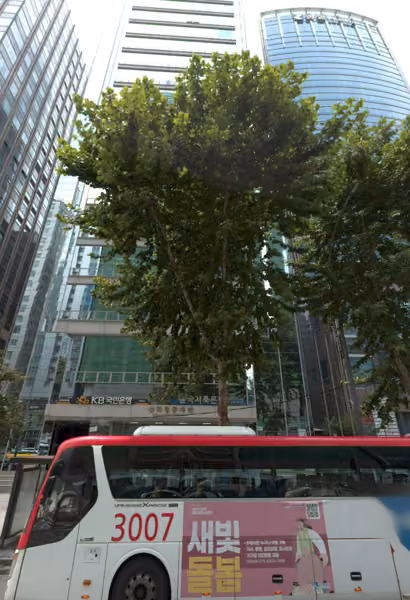 tree photo