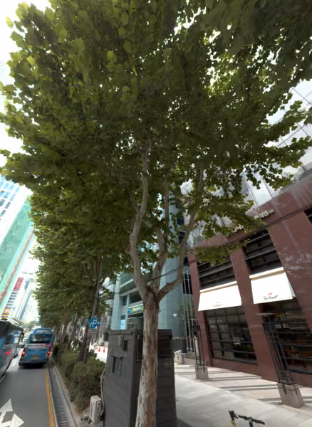 tree photo